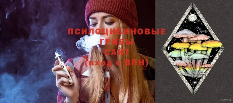 сколько стоит  Губаха  Псилоцибиновые грибы Cubensis 